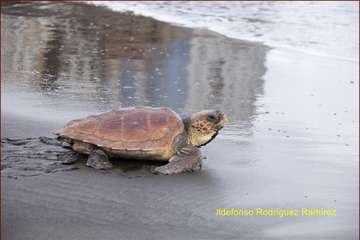Ruta por la costa en memoria de José Luis González Ruano (Foto Ildefonso Rodríguez y TA)